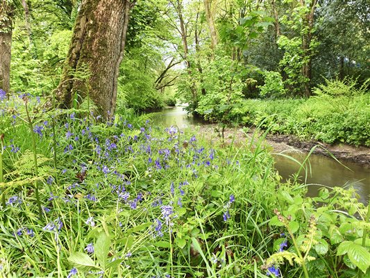 River and bluebells